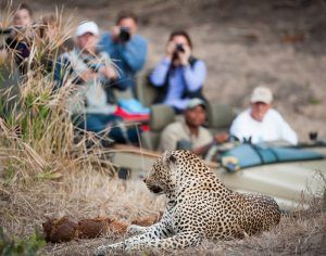 Safari